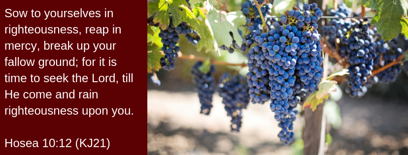 grape cluster before reaping